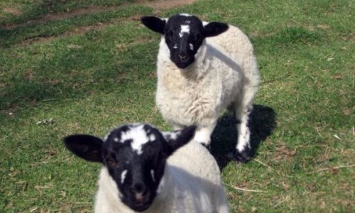 mouton ferme salièges
